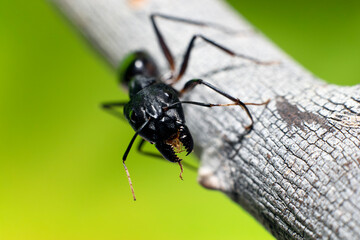 Fototapeta premium The giant black ant Camponotus Xerxes