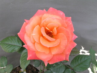 Rose Collection