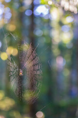 Spider web suspended between trees.