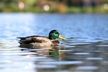 A bright-colored Drake swims in a lake or river with blue water under a Sunny landscape. Birds and animals in the concept of wild nature.