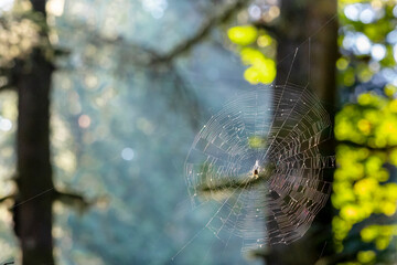 Spider in web in trees against blue background