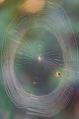 Spider web in the morning.