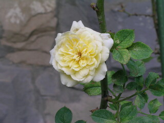 Rose Collection