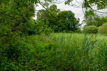Green Irish Countryside