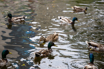 Many mallard ducks swim in the lake.