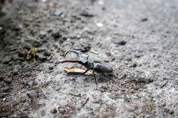A detailed view of a stag beetle on a natural background. Cloudy day.