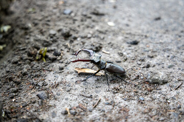 A detailed view of a stag beetle on a natural background. Cloudy day.