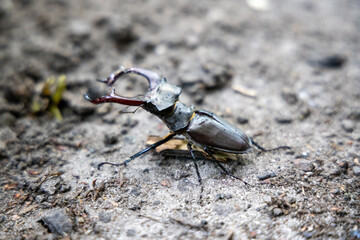 A detailed view of a stag beetle on a natural background. Cloudy day.