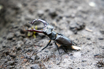 A detailed view of a stag beetle on a natural background. Cloudy day.