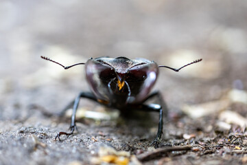 A detailed view of a stag beetle on a natural background. Cloudy day.