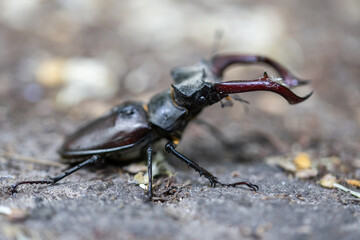 A detailed view of a stag beetle on a natural background. Cloudy day.