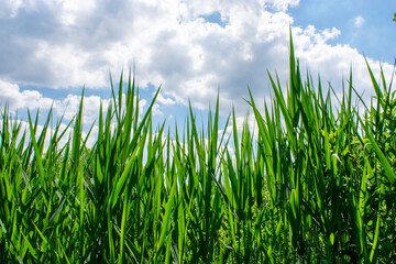 Green Plant Reed Leaves against Sky
