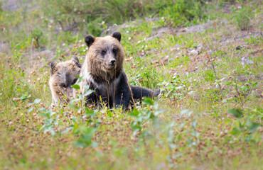Fototapeta premium Grizzly bear in the wild
