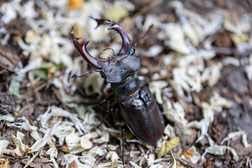 A detailed view of a stag beetle on a natural background. Cloudy day.