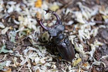 A detailed view of a stag beetle on a natural background. Cloudy day.
