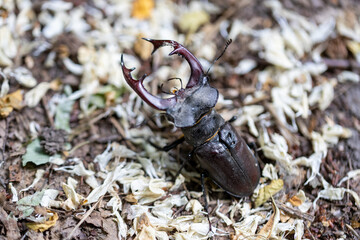 A detailed view of a stag beetle on a natural background. Cloudy day.