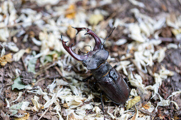 A detailed view of a stag beetle on a natural background. Cloudy day.