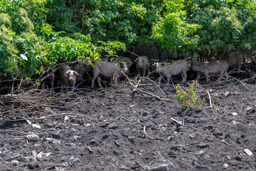 Dirty piglets grazing on a pig farm. Natural organic pig breeding. Farming. Stockbreeding.