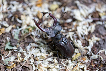 A detailed view of a stag beetle on a natural background. Cloudy day.