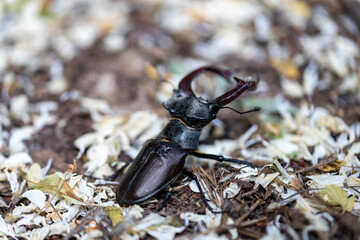 A detailed view of a stag beetle on a natural background. Cloudy day.