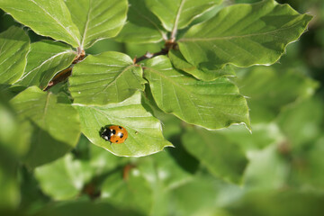 Fototapeta premium ladybugs on green leaf, close-up