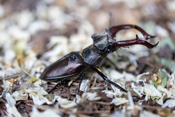 A detailed view of a stag beetle on a natural background. Cloudy day.