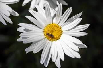 Bee on a chamomile flower. Detailed macro view. Flower on a natural background, clear sunlight.