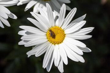 Obraz premium Bee on a chamomile flower. Detailed macro view. Flower on a natural background, clear sunlight.