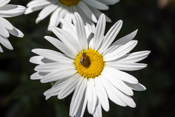 Obraz premium Bee on a chamomile flower. Detailed macro view. Flower on a natural background, clear sunlight.