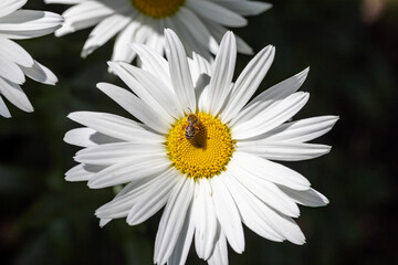 Obraz premium Bee on a chamomile flower. Detailed macro view. Flower on a natural background, clear sunlight.
