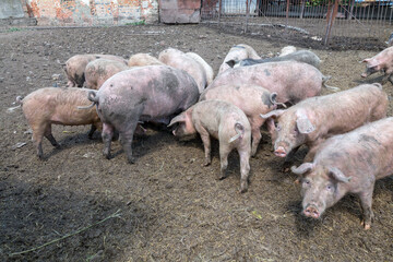 Dirty pigs and piglets grazing on a pig farm. Natural organic pig breeding. Farming. Stockbreeding.