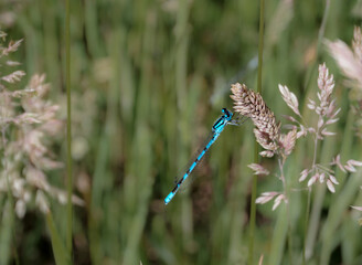 Blue dragonfly (Libellula incesta ) on thorns in park.