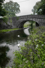 Fototapeta premium White Swan at Ancient Irish Canal