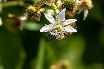 Pink rosehip flowers. Detailed macro view. Flower on a natural background, clear sunlight.