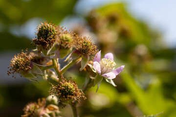 Pink rosehip flowers. Detailed macro view. Flower on a natural background, clear sunlight.