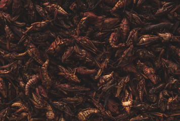 Chapulines, Mexican grasshopper, traditional snack