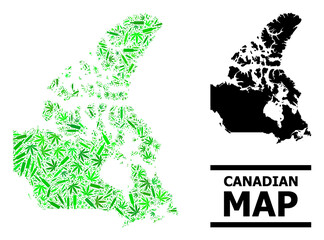 Addiction mosaic and solid map of Canada. Vector map of Canada is shaped with randomized inoculation icons, herbal and alcohol bottles. Abstract territory scheme in green colors for map of Canada.