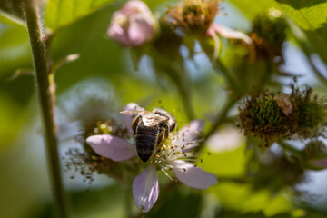 A bee on a rosehip flower. Detailed macro view. Flower on a natural background, clear sunlight.