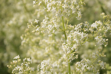 Small white flowers of hedge bedstraw or false baby's breath (Galium mollugo) close up background