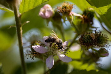 A bee on a rosehip flower. Detailed macro view. Flower on a natural background, clear sunlight.