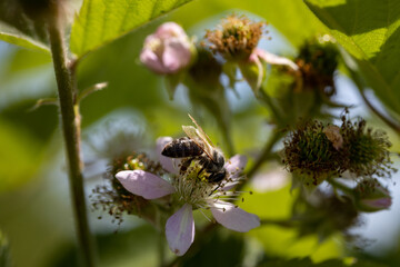 A bee on a rosehip flower. Detailed macro view. Flower on a natural background, clear sunlight.