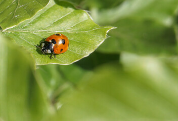 ladybugs on green leaf, close-up