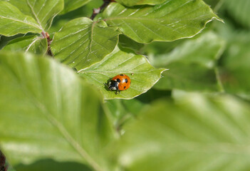 ladybugs on green leaf, close-up