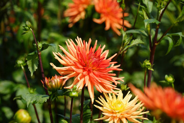 Dahlien Blumen im Herbst