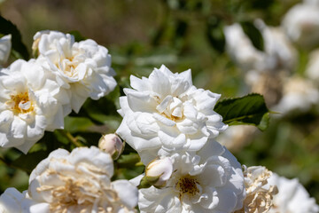 White rose flower. Detailed macro view. Flower on a natural background, soft light.