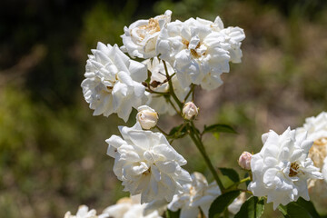 White rose flower. Detailed macro view. Flower on a natural background, soft light.