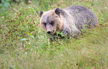 Grizzly bear in the wild