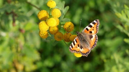 A butterfly eats nectar on a tansy flower.