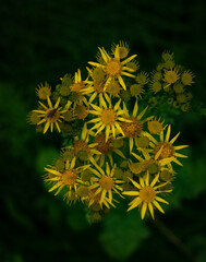 Yellow Wild Ragwort Flower Macro