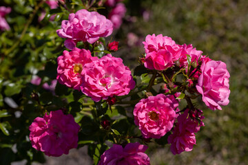 Many flowers of a purple twisting rose. Detailed macro view. Flower on a natural background, sunlight.